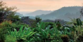 /album/fotogaleria-nosotros/cafe-de-altura-png/